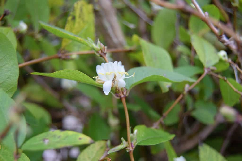 Lonicera x purpusii 'Winter Beauty' 20-30 cm